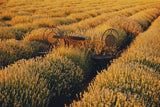 Ornate iron bistro table and chairs in a sunlit lavender field