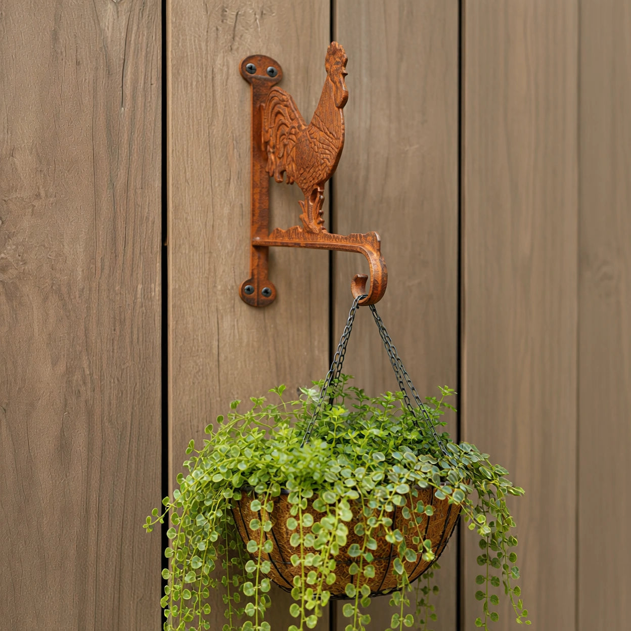Rooster Plant Hanger, Cast Iron Wall Bracket for Porch or Garden, 13" GB78004 shot 3